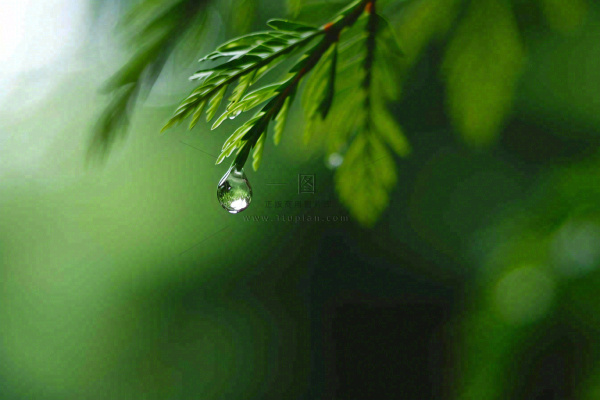 绿色树林里面下雨过后的松枝挂着水滴摄影图
