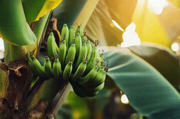 香蕉树芭蕉叶青香蕉水果摄影图