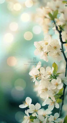 春天白色的樱花花朵和嫩芽开满枝头立春，春分摄影图