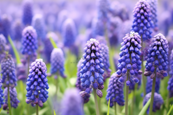 紫色葡萄花信子鲜花摄影图