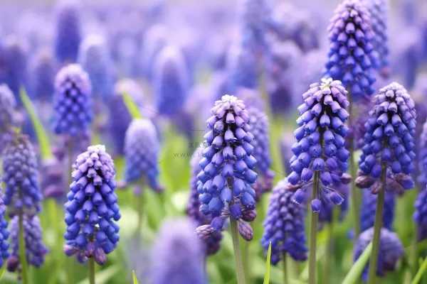 紫色葡萄花信子鲜花摄影图