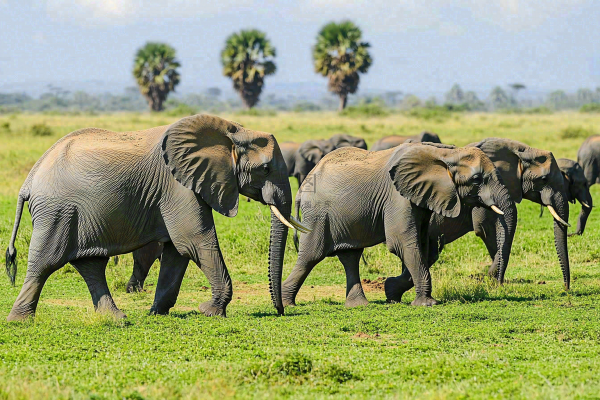 非洲大草原大象动物摄影图