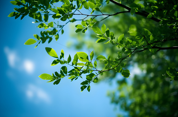绿色的树枝和蓝天的照片风格摄影图桌面壁纸