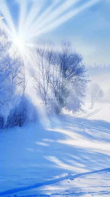 冬天东北森林白雪覆盖阳光小寒大寒大雪摄影图