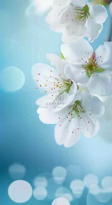 春天清新白色鲜花树枝,文艺新鲜浪漫摄影图 春天清新白色鲜花树枝,文艺新鲜浪漫摄影图