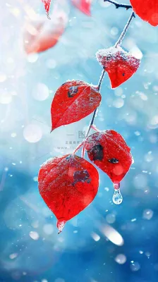 红叶上的白霜白雪秋冬霜降寒露立冬摄影图 红叶上的白霜白雪秋冬霜降寒露立冬摄影图