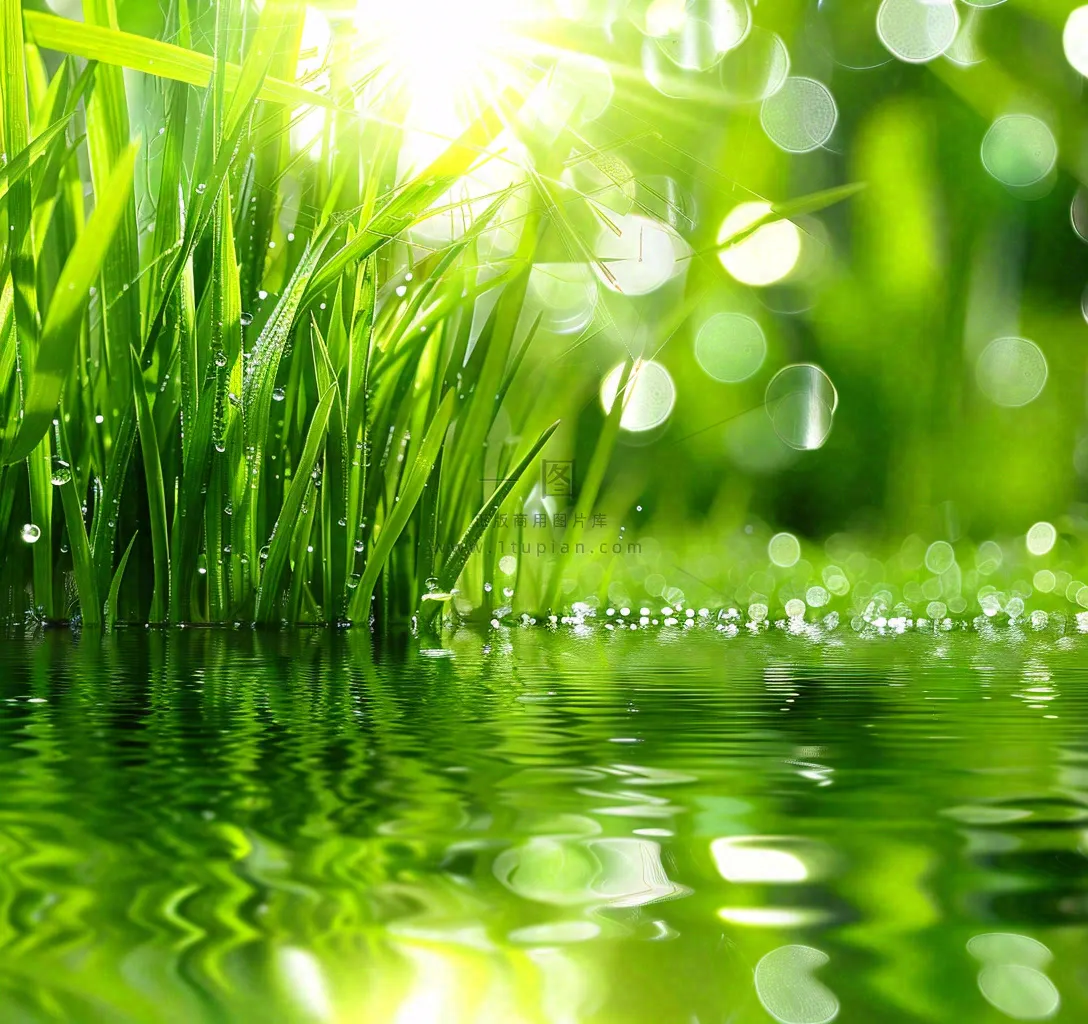 雨天草地上的积水绿叶上挂着水滴春天春分雨水谷雨摄影图