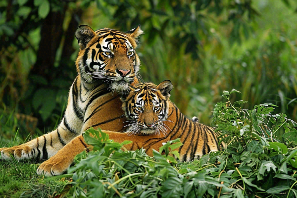 老虎幼崽带崽动物繁衍温馨大自然摄影图