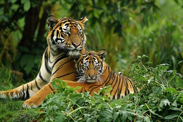 老虎幼崽带崽动物繁衍温馨大自然摄影图