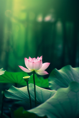 绿色清爽荷花节气背景 绿色清爽荷花节气背景