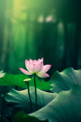 绿色清爽荷花节气背景 绿色清爽荷花节气背景