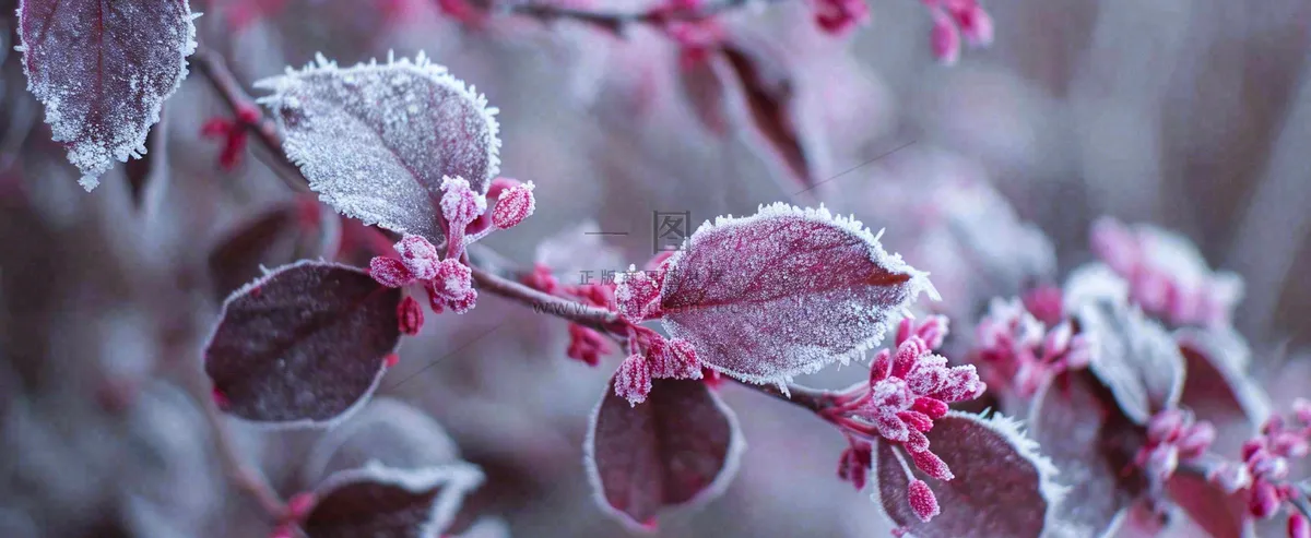 冬天冬季树枝雪景唯美浪漫大雪小雪结冰摄影图