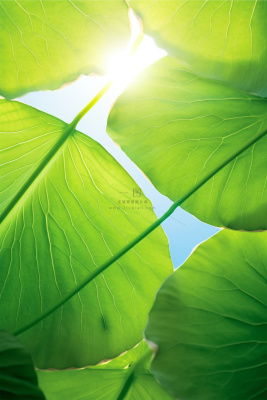 阳光清新荷叶大气清爽节气海报背景 阳光清新荷叶大气清爽节气海报背景