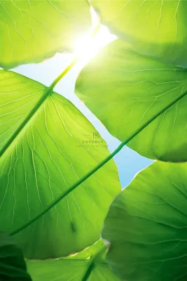 阳光清新荷叶大气清爽节气海报背景 阳光清新荷叶大气清爽节气海报背景