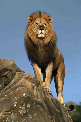 狮子站在石头上的雄狮保护动物非洲蓝天背景摄影图