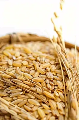 粮食稻谷米饭珍惜粮食丰收世界粮食日摄影图 粮食稻谷米饭珍惜粮食丰收世界粮食日摄影图