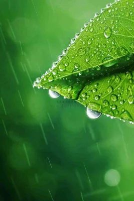 春天绿色叶子是的雨滴露珠雨水谷雨春分摄影图