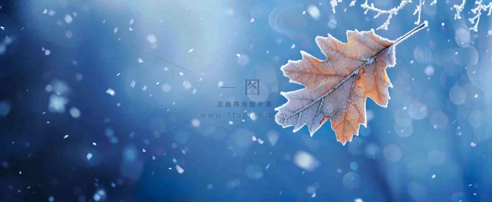 冬季大雪植物叶子上的雪花霜降小寒小雪大雪摄影图