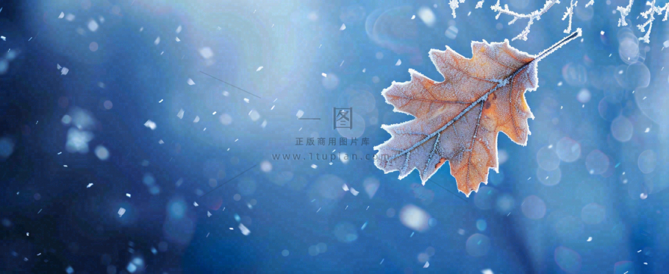 冬季大雪植物叶子上的雪花霜降小寒小雪大雪摄影图 冬季大雪植物叶子上的雪花霜降小寒小雪大雪摄影图