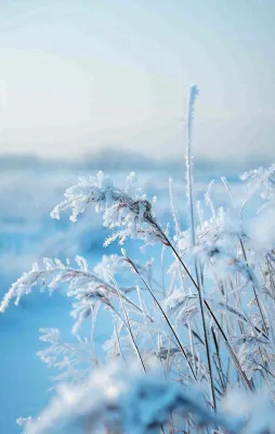 冬天白雪地里的芦苇植物小寒大寒寒露霜降摄影图