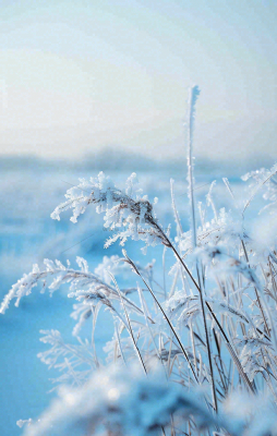 冬天白雪地里的芦苇植物小寒大寒寒露霜降摄影图 冬天白雪地里的芦苇植物小寒大寒寒露霜降摄影图