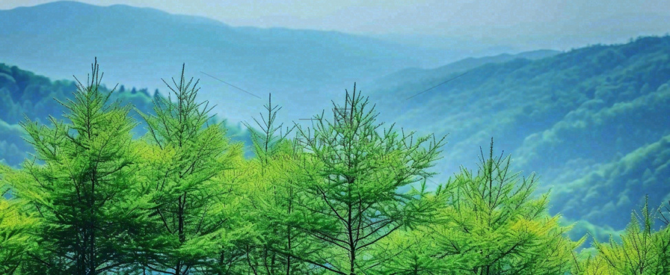 绿色树冠，绿色森林山脉，春天摄影图