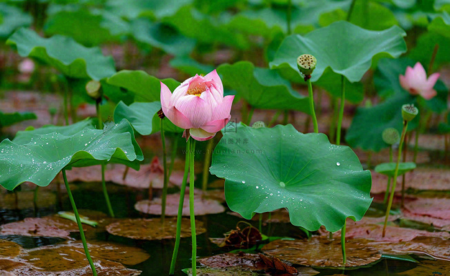 夏天荷塘荷花池荷叶绿色清新，夏至立夏大暑小暑摄影图