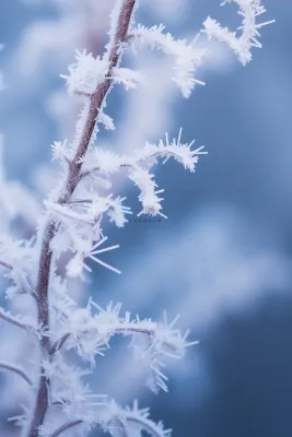 小雪清新雪枝冰花冬天节气海报背景