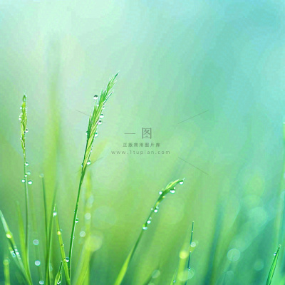 春天草地绿芽雨水露珠阳光，春分谷雨雨水白露摄影图