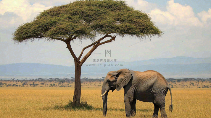 非洲大草原大象象群野生动物保护动物摄影图
