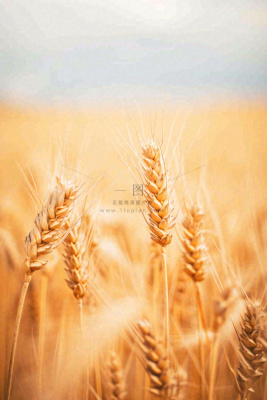 秋天收获小麦收割落日，秋分芒种小满粮食摄影图