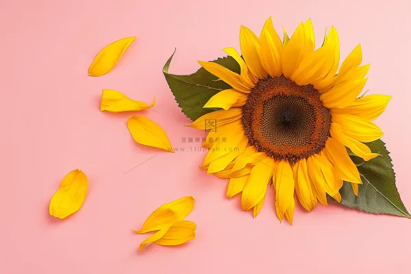 向日葵向阳鲜花摄影图