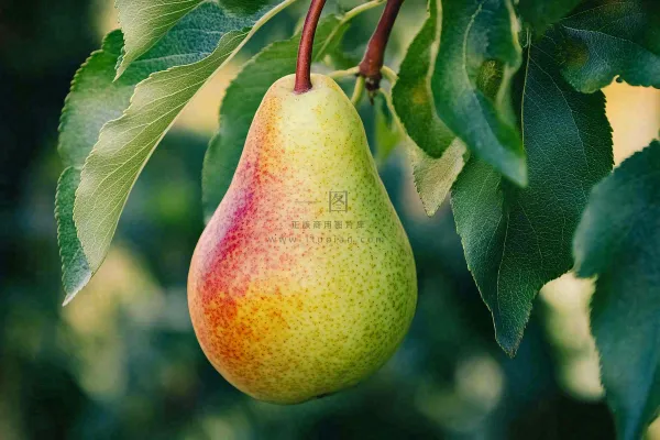 梨树成熟的梨子水果可口摄影图