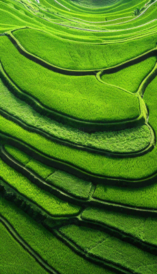 中国梯田绿色水稻小满劳动节摄影图