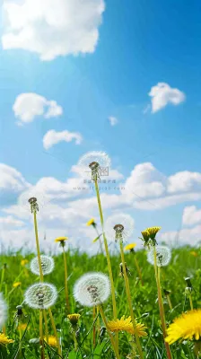 城市晴天阳光鲜花春天蓝天白云，立夏小满