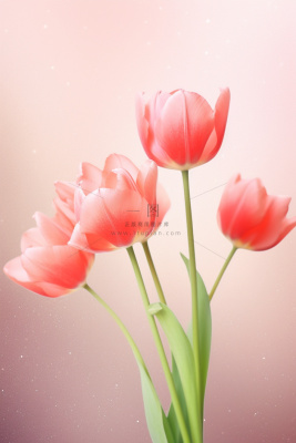 粉色清新郁金香鲜花背景