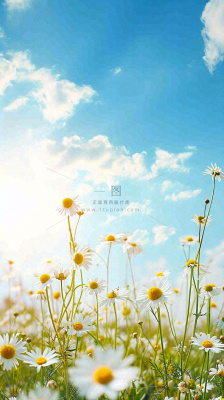 城市晴天阳光鲜花春天蓝天白云，立夏小满