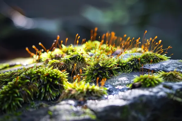 苔藓石壁上生长的苔藓春天摄影图 苔藓石壁上生长的苔藓春天摄影图