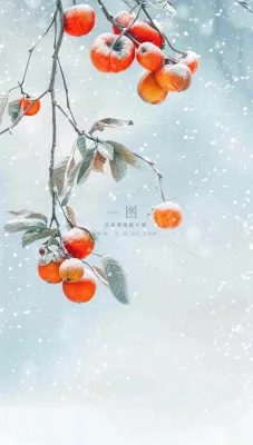 冬天风雪里的柿子树霜降插画背景 冬天风雪里的柿子树霜降插画背景