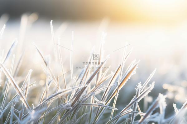 白霜植物叶子雾凇摄影图 白霜植物叶子雾凇摄影图