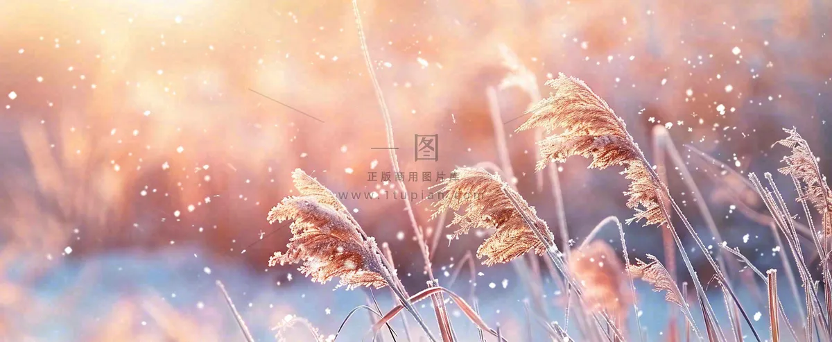 冬天下雪天的芦苇荡夕阳晚霞小雪大雪摄影图