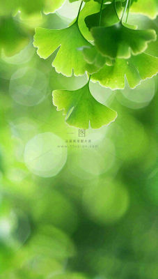 夏天绿色银杏叶树枝阳光小清新唯美小暑大暑处暑摄影图