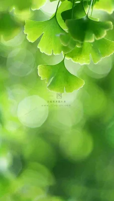 夏天绿色银杏叶树枝阳光小清新唯美小暑大暑处暑摄影图