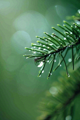 松针树树枝露珠雨滴青色雨水谷雨雨季摄影图