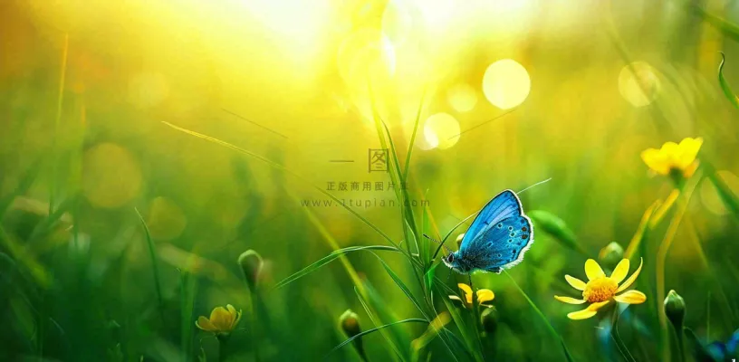 春暖花开阳光下花朵上的蝴蝶立春春分惊蛰摄影图