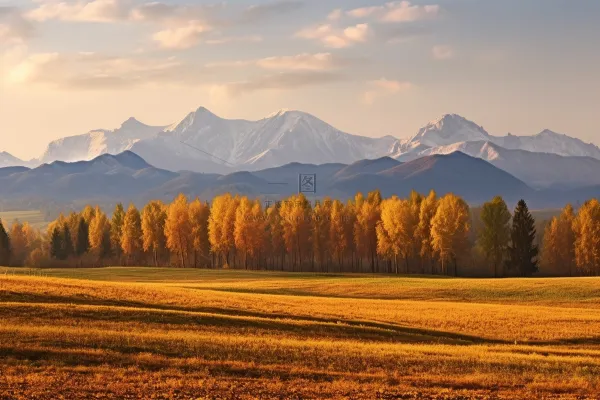 秋天高原雪山山脉黄色森林草原摄影图