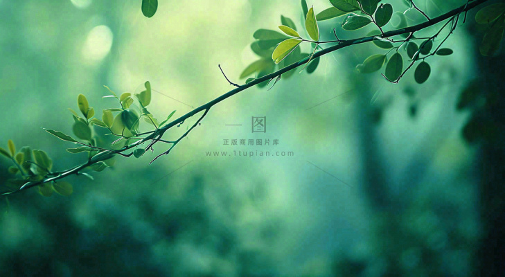 绿色树叶意境模糊光照叶子，春天夏日，春分立夏摄影图