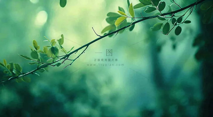 绿色树叶意境模糊光照叶子，春天夏日，春分立夏摄影图