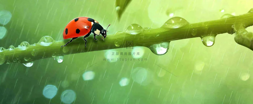 春天雨水叶子绿叶上的七星瓢虫，虫类，谷雨春分摄影图