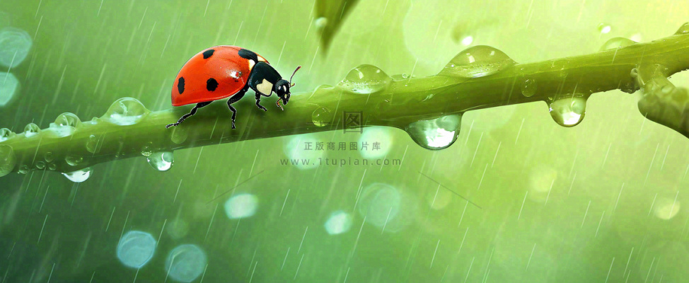 春天雨水叶子绿叶上的七星瓢虫,虫类,谷雨春分摄影图 春天雨水叶子绿叶上的七星瓢虫,虫类,谷雨春分摄影图